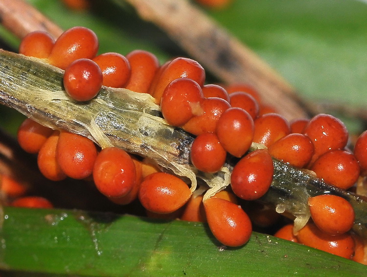 Leocarpus fragilis